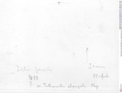 Historisches Foto (Rückseite) von Laeviprosopon sp. (NHMW-AFW-GEO-BACHMAYER-FOTO-1990-0041-3033)